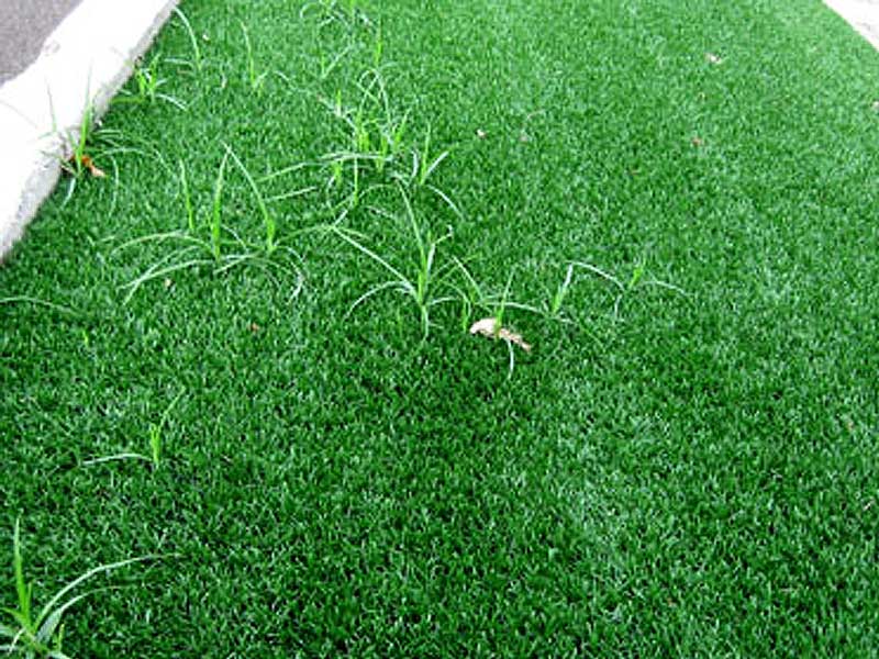 Turf weed removal